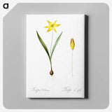 2-93_The-Lilies_canvas