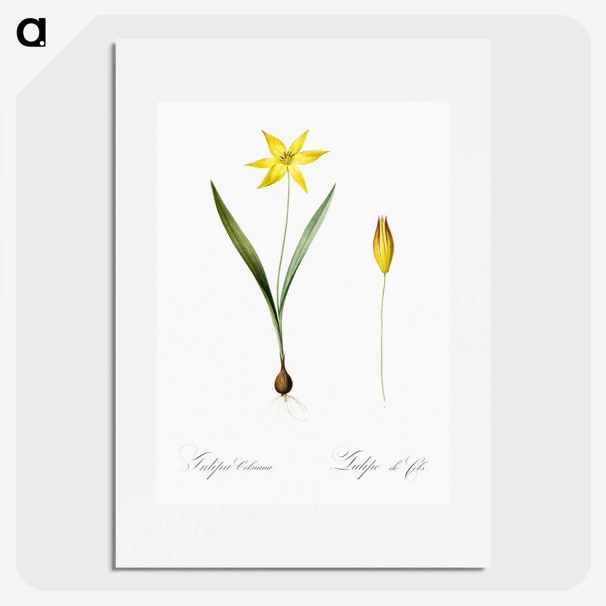 2-93_The-Lilies_picture