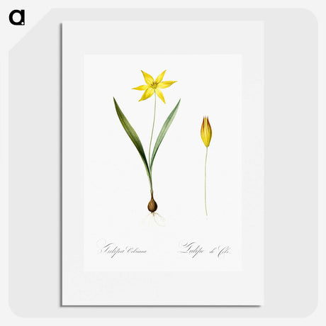 2-93_The-Lilies_picture