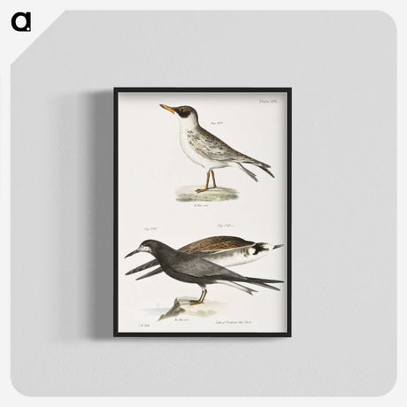 2-93_Zoology-of-New-York_blk-crop