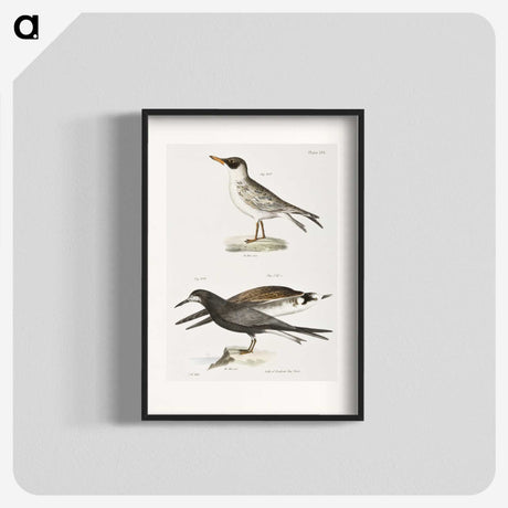 2-93_Zoology-of-New-York_blk