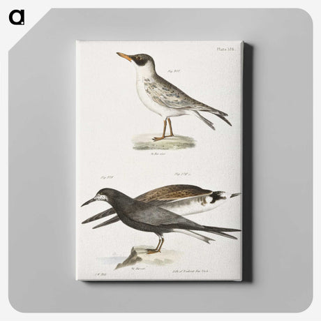 2-93_Zoology-of-New-York_canvas