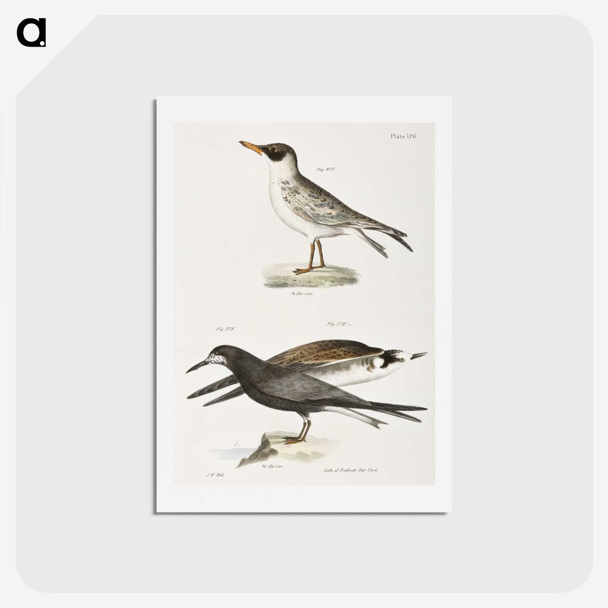 2-93_Zoology-of-New-York_hagaki