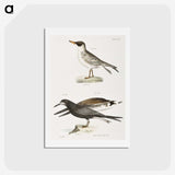 2-93_Zoology-of-New-York_hagaki