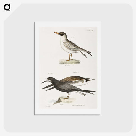 2-93_Zoology-of-New-York_hagaki