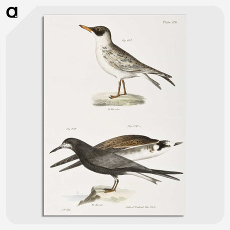2-93_Zoology-of-New-York_picture-crop