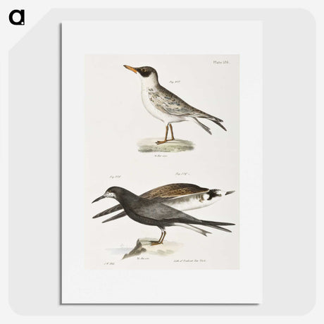 2-93_Zoology-of-New-York_picture