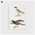 2-93_Zoology-of-New-York_postcard