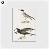 2-93_Zoology-of-New-York_postcard