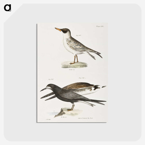 カイエンヌアジサシ - ニューヨークの動物学 Postcard.