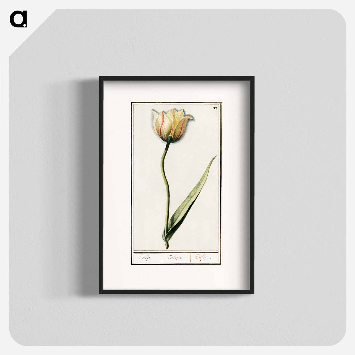 Tulip - アンセルムス ボエティウス デ ブート Poster.