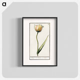 Tulip - アンセルムス ボエティウス デ ブート Poster.
