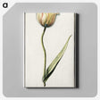 2-94_Anselmus-Boetius-de-Boodt_canvas