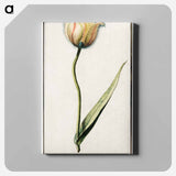 Tulip - アンセルムス ボエティウス デ ブート Canvas.