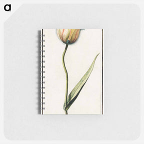 アートメモ帳-Tulip - アンセルムス ボエティウス デ ブート Memo.