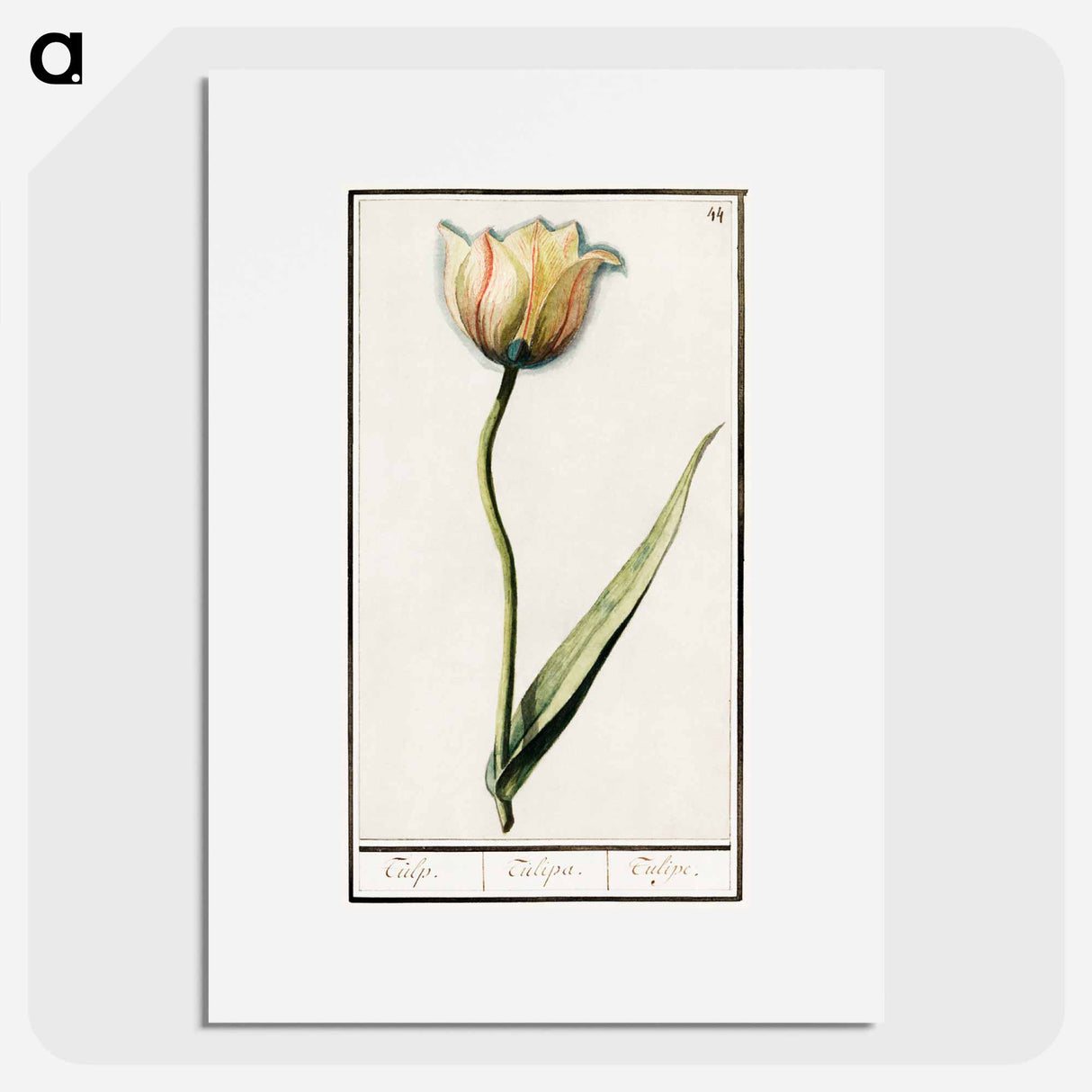 Tulip - アンセルムス ボエティウス デ ブート Poster.