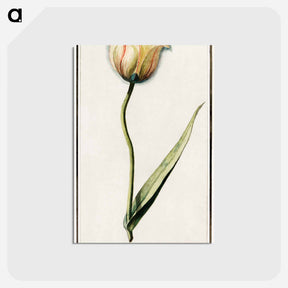 アートポストカード-Tulip - アンセルムス ボエティウス デ ブート Postcard.