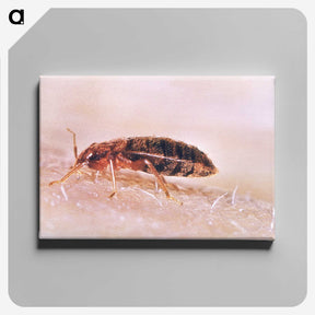 2-94_COVID-19_canvas
