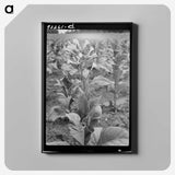2-94_Dorothea-Lange_canvas