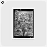 2-94_Dorothea-Lange_hagaki