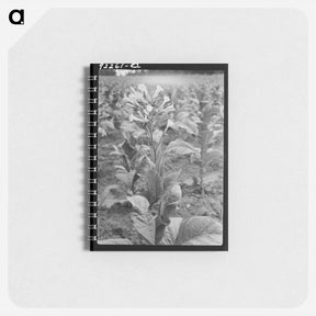 アートメモ帳-Untitled photo - ドロテア ラング Memo.
