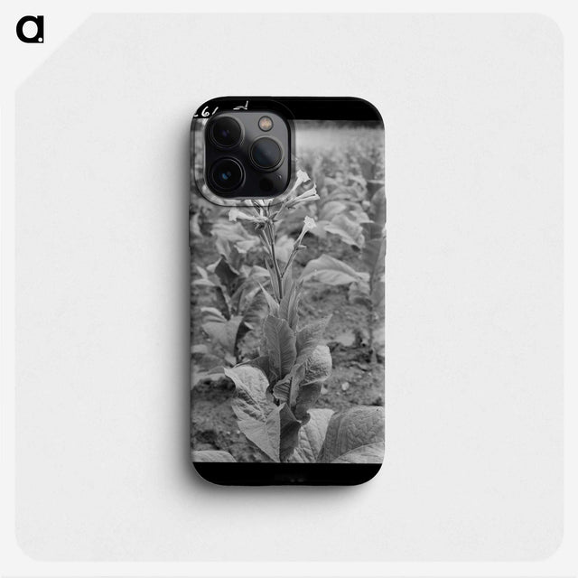 2-94_Dorothea-Lange_phone