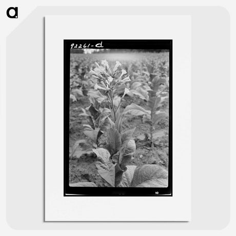 2-94_Dorothea-Lange_picture