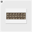 アートポストカード-Animal Locomotion
 - エドワード マイブリッジ Postcard.