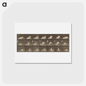 アートポストカード-Animal Locomotion
 - エドワード マイブリッジ Postcard.