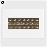 2-94_Eadweard-Muybridge_picture