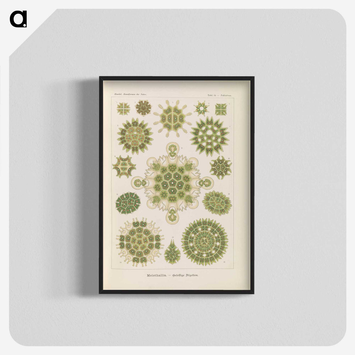 2-94_Ernst-Haeckel_blk-crop
