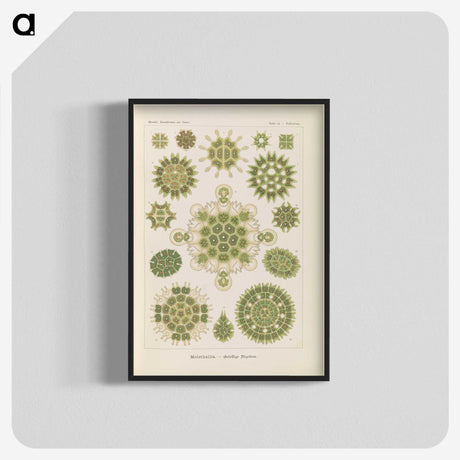 2-94_Ernst-Haeckel_blk-crop