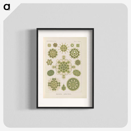 2-94_Ernst-Haeckel_blk