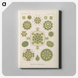 2-94_Ernst-Haeckel_canvas