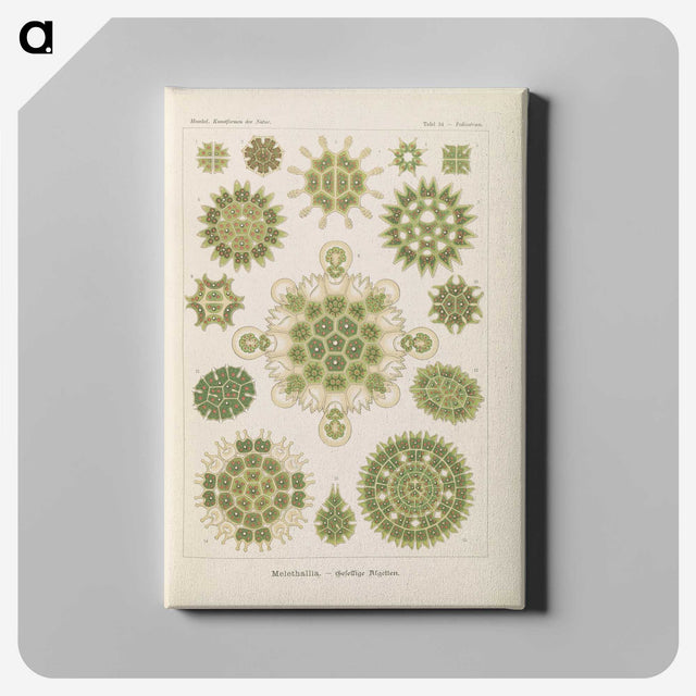 2-94_Ernst-Haeckel_canvas