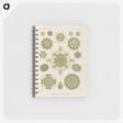2-94_Ernst-Haeckel_memo