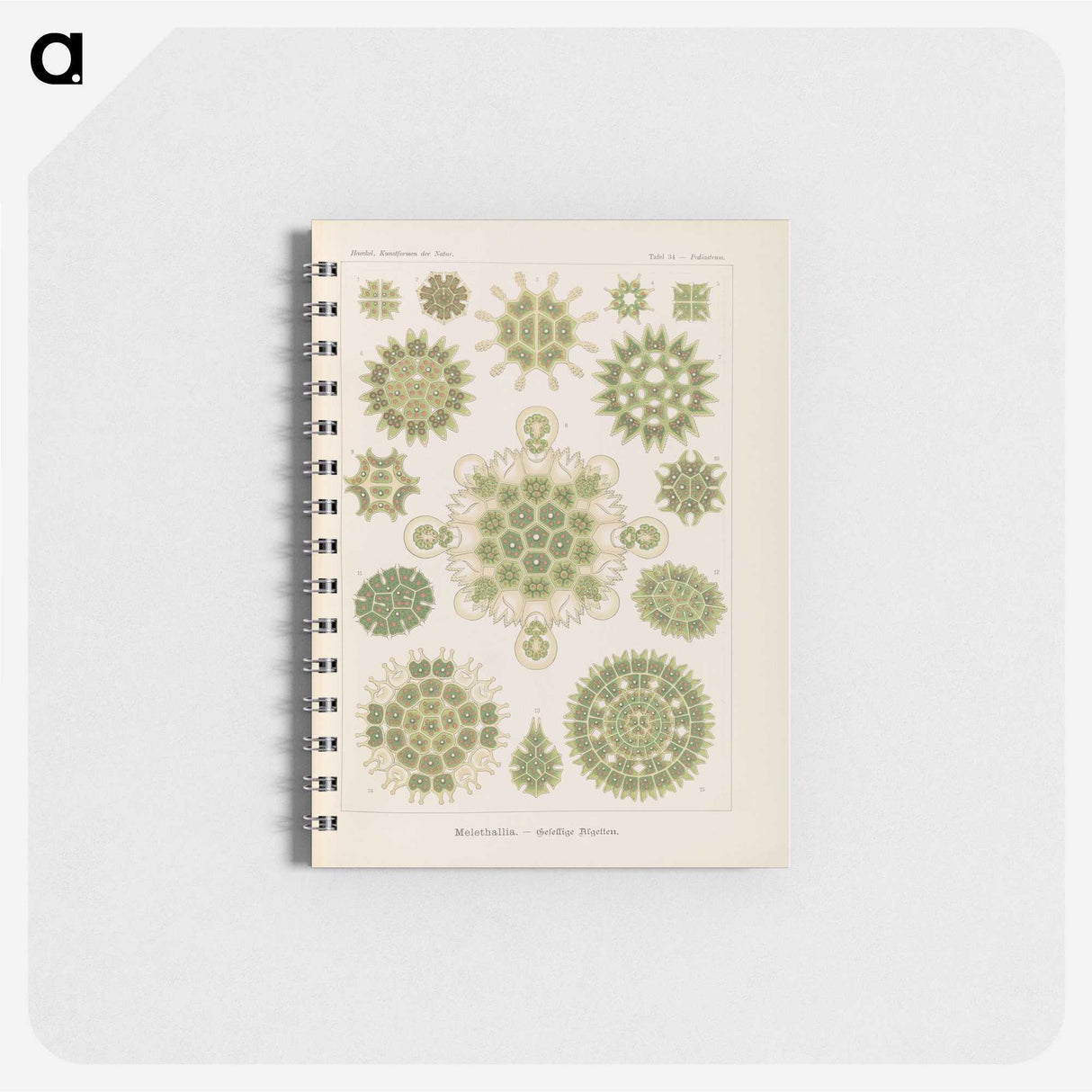 2-94_Ernst-Haeckel_memo