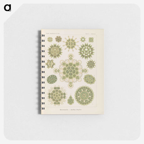 2-94_Ernst-Haeckel_memo