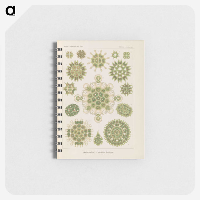 2-94_Ernst-Haeckel_memo
