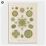 2-94_Ernst-Haeckel_picture-crop