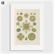 2-94_Ernst-Haeckel_picture