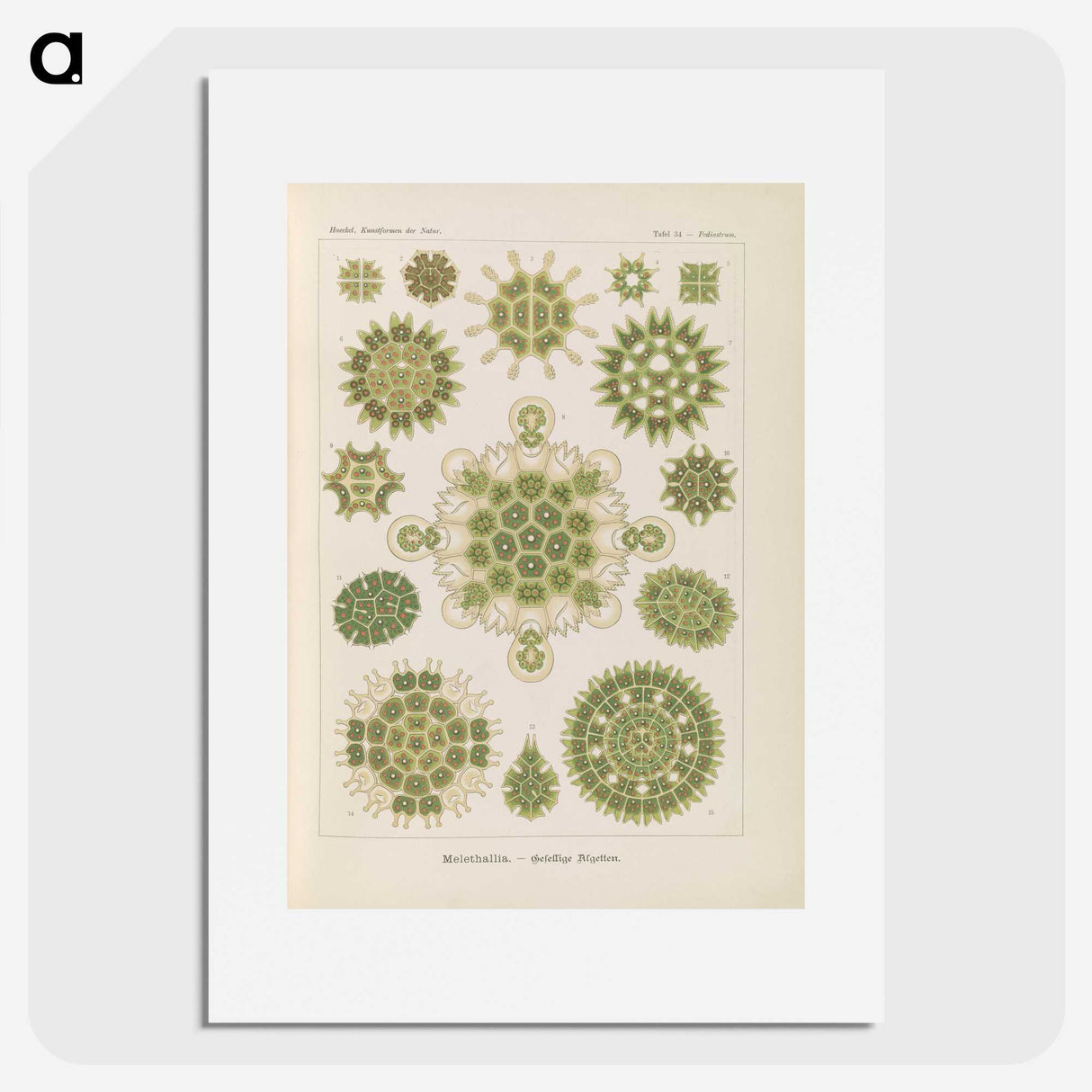 2-94_Ernst-Haeckel_picture