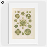 2-94_Ernst-Haeckel_picture