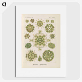 2-94_Ernst-Haeckel_picture