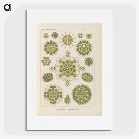 2-94_Ernst-Haeckel_picture