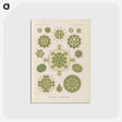 2-94_Ernst-Haeckel_postcard