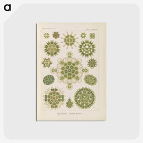 2-94_Ernst-Haeckel_postcard