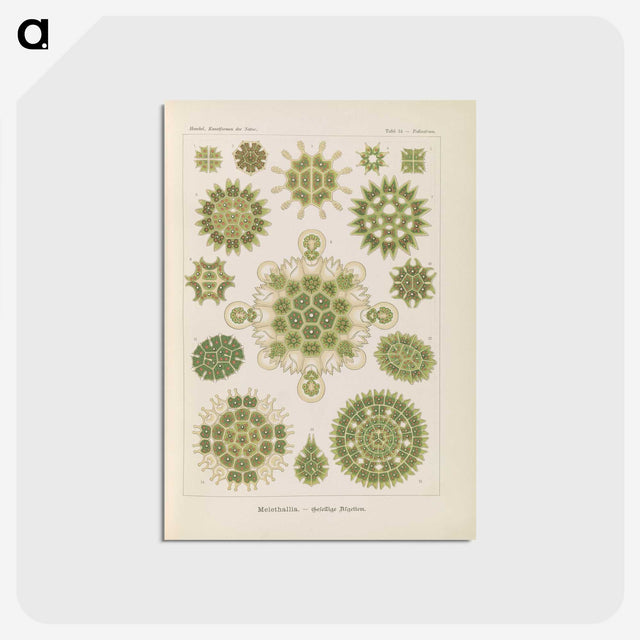 2-94_Ernst-Haeckel_postcard