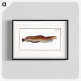 2-94_Ichtyologie-ou-Histoire-naturelle_blk