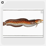 2-94_Ichtyologie-ou-Histoire-naturelle_picture-crop
